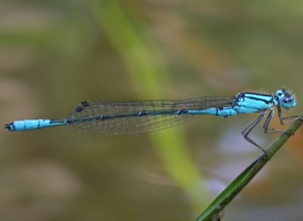 Azure Bluet